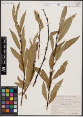 Foto von Salix daphnoides Vill.